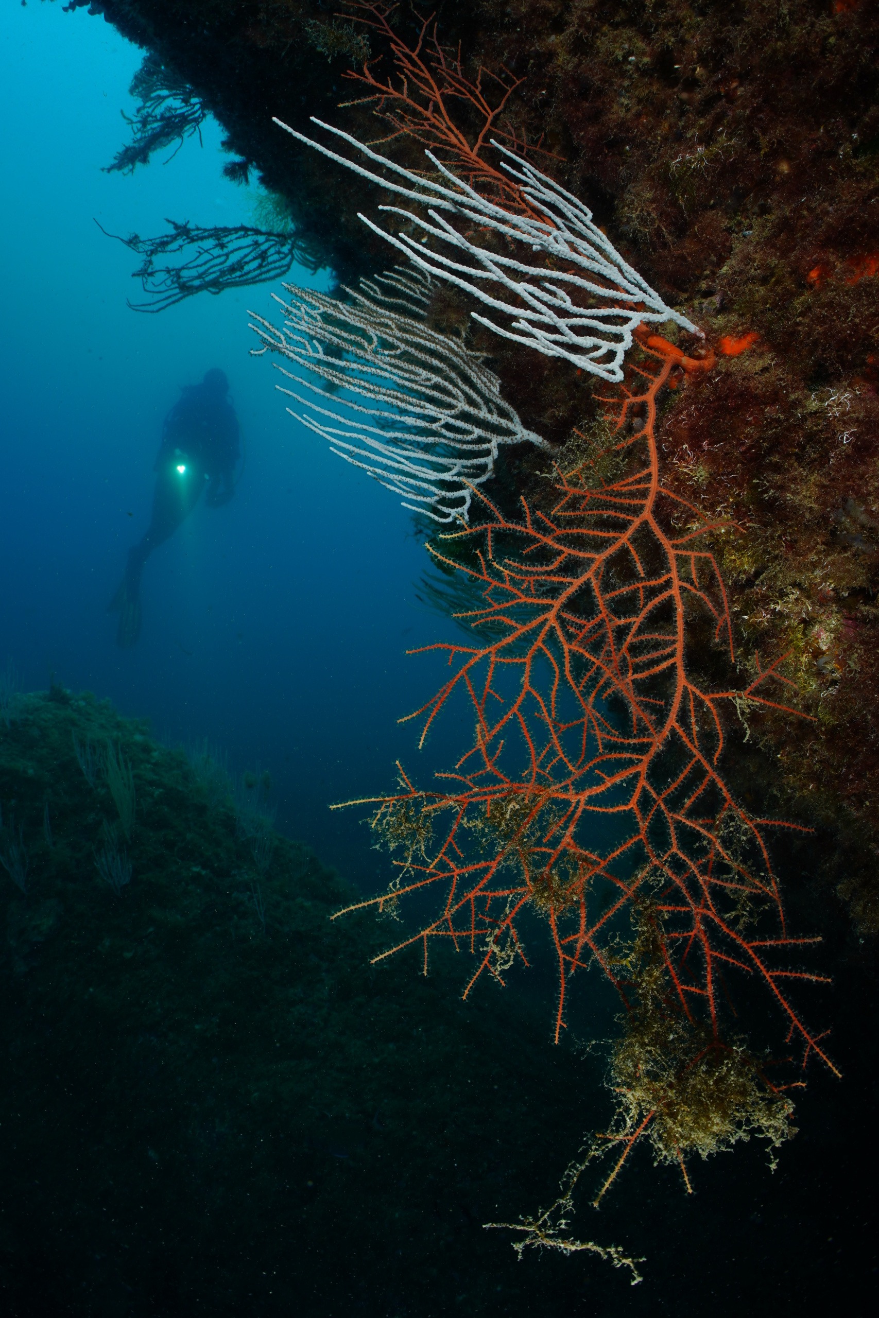 Exploration dive - banyuls-cerbère marine reserve 