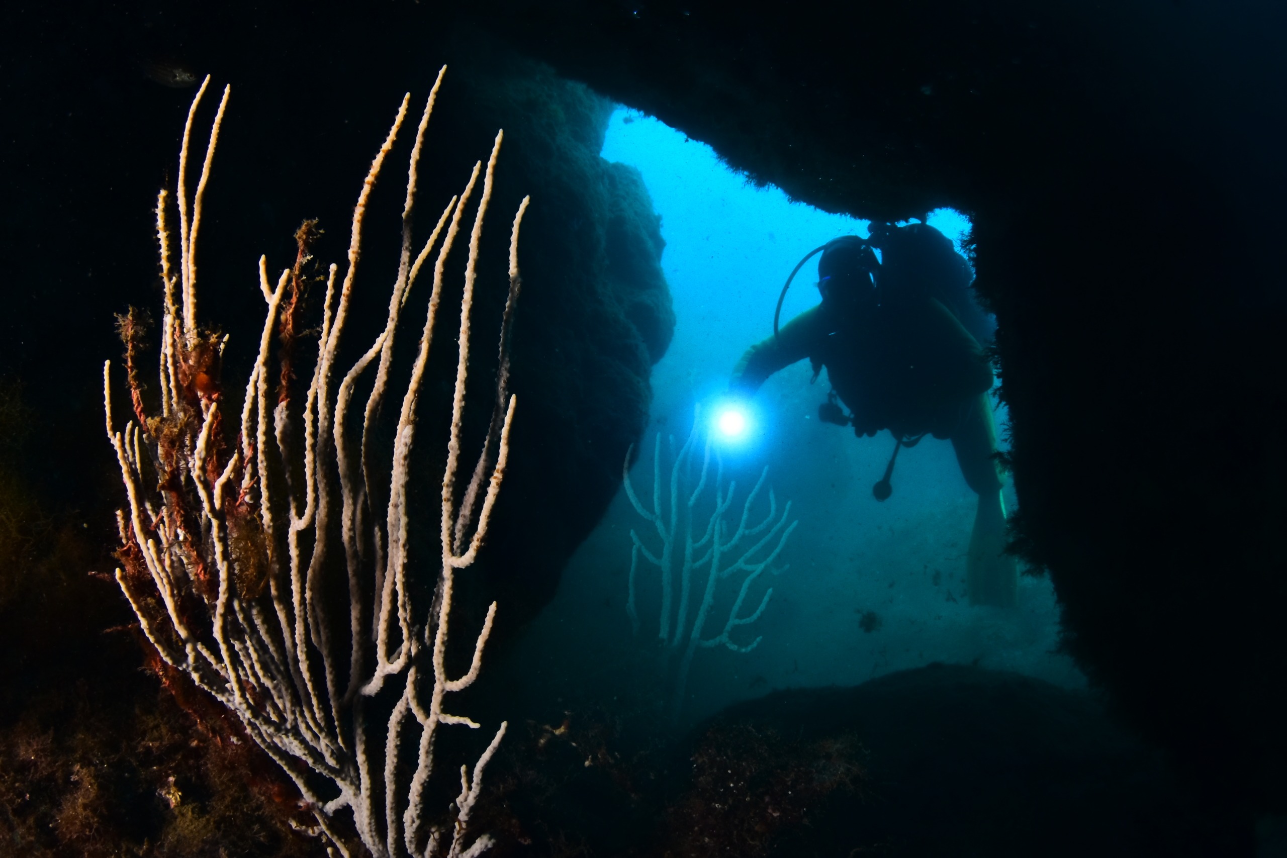 caves cerbere banyuls marine reserve